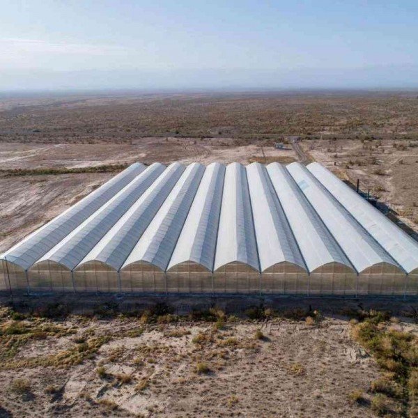 ABD TRADİNG FZE - TURKMENABAT - LİMON SERASI