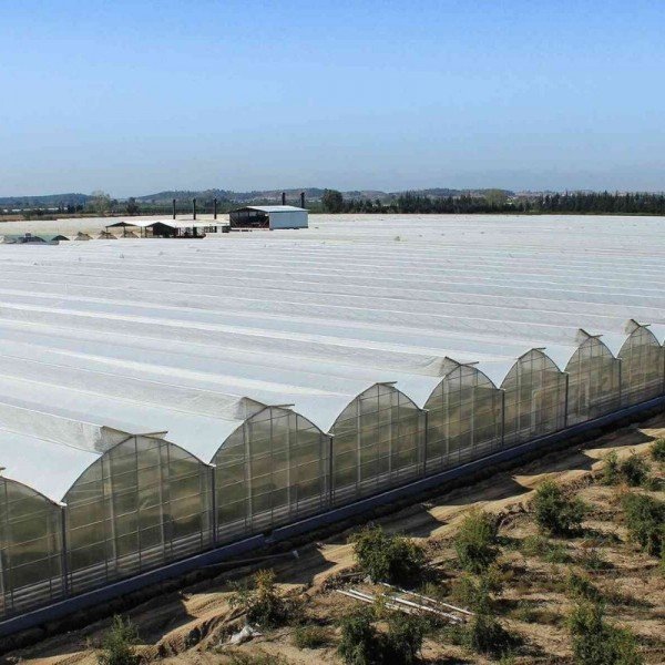 ACARLAR KOMİSYON EVİ - ADANA - TOPRAKLI MUZ SERASI