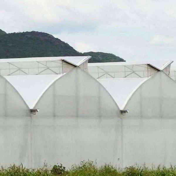 AYAŞ DOMATES - ANKARA - TOPRAKSIZ DOMATES