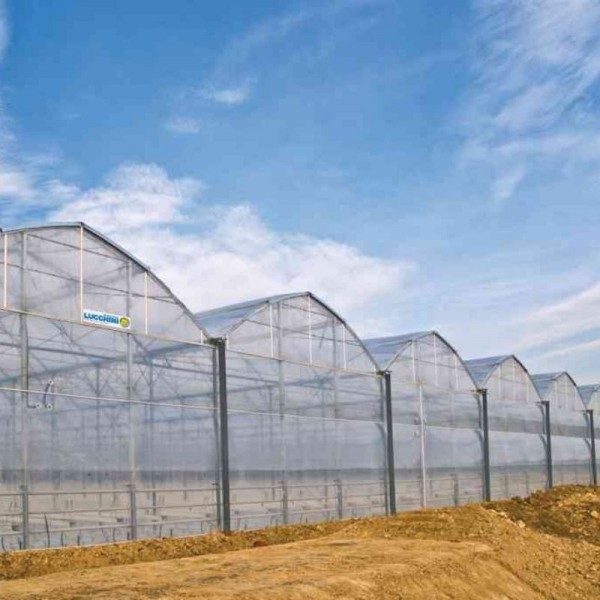 EL SADIG ELSHARANI ABDELWAHAB MOHAMEDALI - KHOURTOUM - TOPRAKSIZ ÇİLEK SERASI