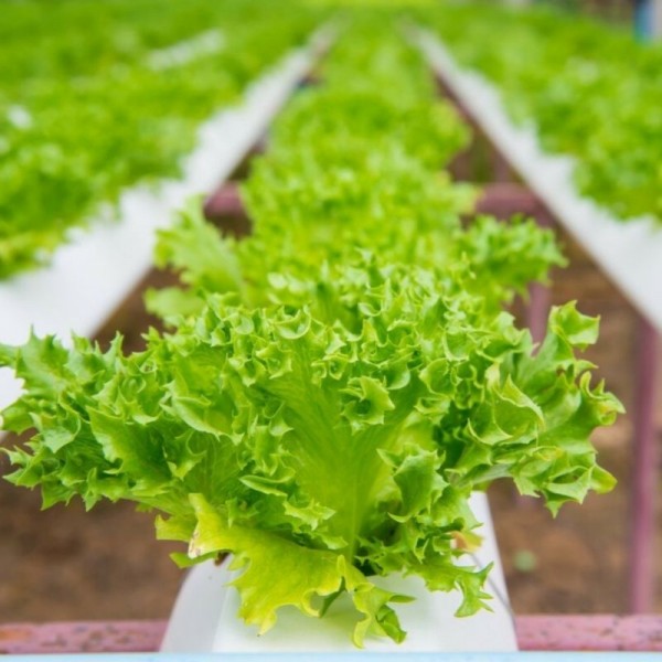 Hidroponik Yeşillik Serası