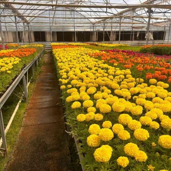 Topraksız Çiçek Serası