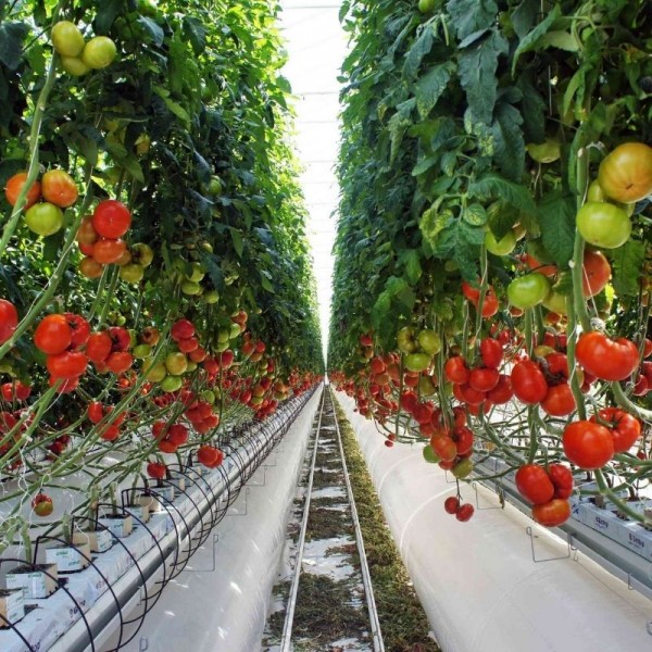 Topraksız Domates Serası