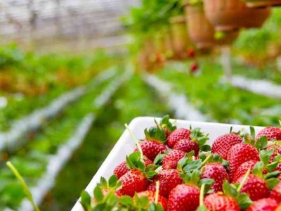 Devlet Destekli Sera Kredisi (7 Yıl Vade - 2 Yıl Geri Ödemesiz)