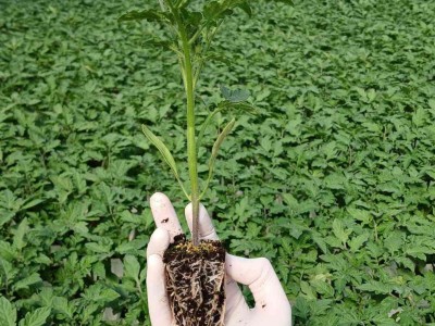 Fide Serası – İska Sera ile Verimli Üretim