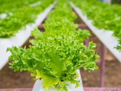 Hidroponik Marul Serası