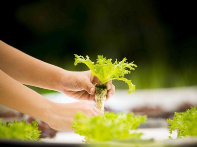 Hidroponik Sistemler