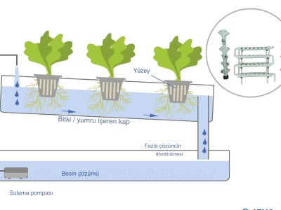 İska Sera ile NFT Marul Serası