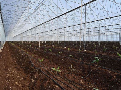 İska Sera ile Topraklı Domates Serası