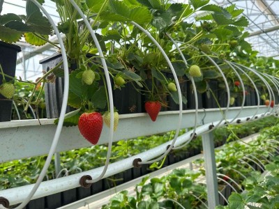 İska Sera ile Topraksız Çilek Üretimi