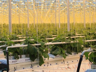 Serada LED Aydınlatma Sistemleri