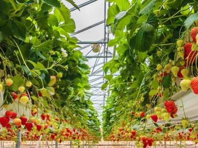 Topraksız Çilek Serası