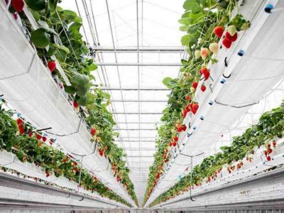 Ürünlerinizi biz yetiştiriyoruz