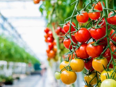 Yapmış Olduğumuz Seralarda Üretim Danışmanlığı ve Ürün Satın alma Garantisi Veriyoruz