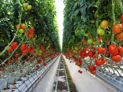 tomato-greenhouse