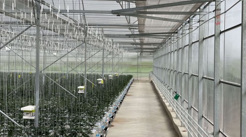 Heating, Cooling, and Ventilation Solutions in Industrial Greenhouses