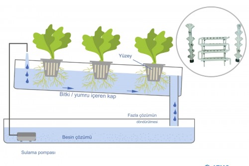 İska Sera ile NFT Marul Serası