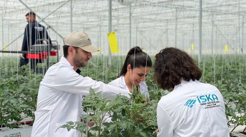 Greenhouse Construction Companies and Selection Criteria