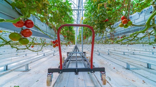 The Impact of Automation Systems on Production in Commercial Greenhouses