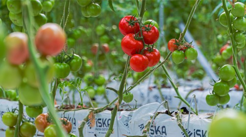 Structural and Technological Elements that Increase Yield in Commercial Greenhouses