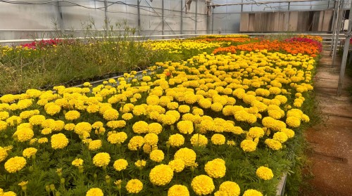 A Guide to High-Quality Production with Hydroponic Flower Greenhouses