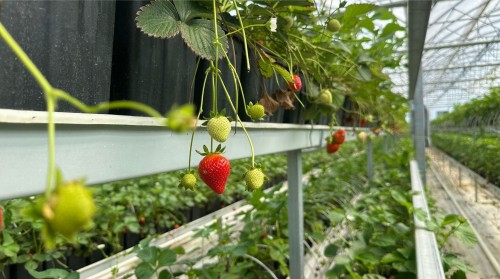 Soilless Strawberry Greenhouse Installation: Profitability and Required Equipment