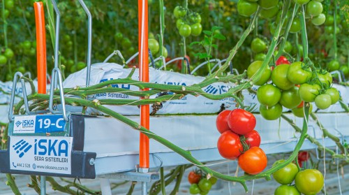 How to Set Up a Hydroponic Tomato Greenhouse?
