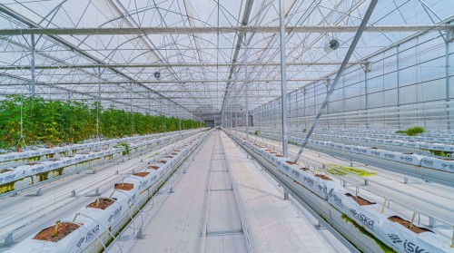 How to Calculate Soilless Agriculture Greenhouse Costs? A Guide to Creating an Investment Budget