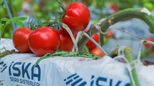 How Profitable Is Soilless Agriculture Investment? Costs and Profit Potential