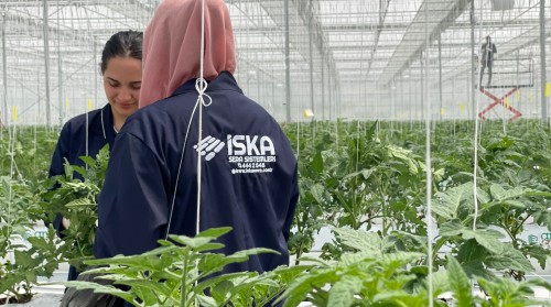 Anahtar Teslim Topraksız Tarım Serası Kurulumu: Fikirden Üretime Kesintisiz Süreç