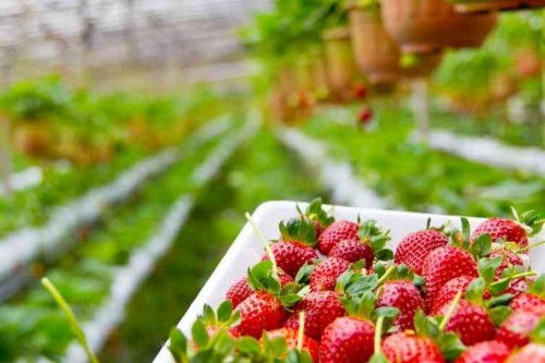 State-Supported Greenhouse Loan (7-Year Term – 2 Years Grace Period)