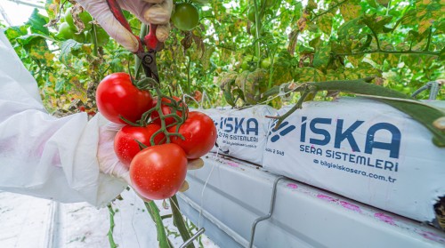 Endüstriyel Sera Sistemleri ile Yüksek Verimli Tarımsal Üretim