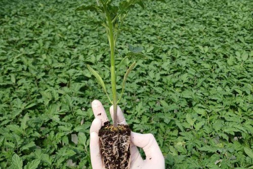 Seedling Greenhouse – Efficient Production with İska Sera