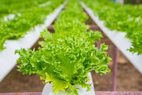 Hydroponic Lettuce Greenhouse
