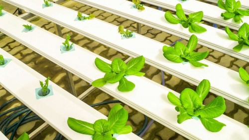 Hydroponic Greens Greenhouse: Healthy and Continuous Production