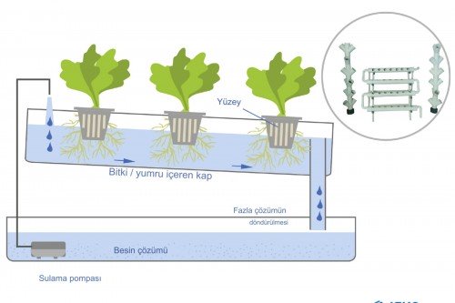 NFT Lettuce Greenhouse with İska Sera