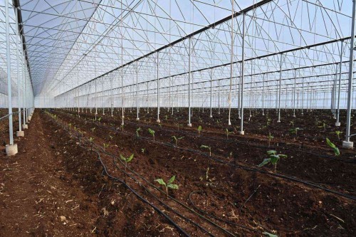 Soil-Based Tomato Greenhouse with İska Sera