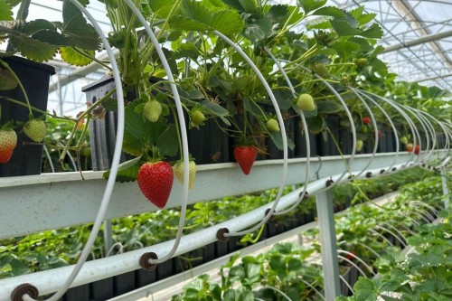 Soilless Strawberry Production with İska Sera