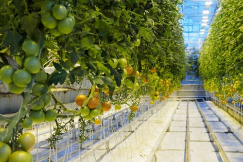 Geothermal Greenhouse