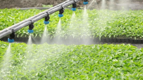 Professional Greenhouse Systems: The Key to High-Yield and Sustainable Farming