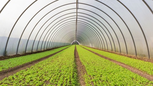 Greenhouse Construction: The Right Steps for Successful Production