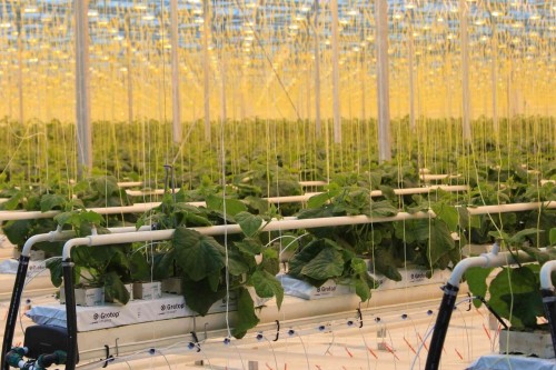 LED Lighting Systems in Greenhouses
