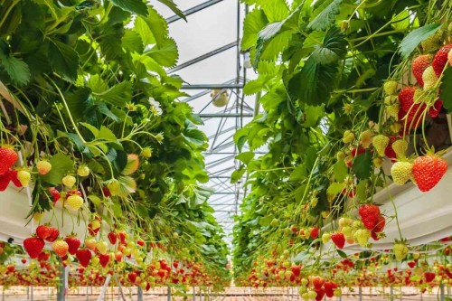 Soilless Strawberry Greenhouse