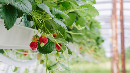 Soilless Strawberry Greenhouse: Premium Quality and Year-Round Production