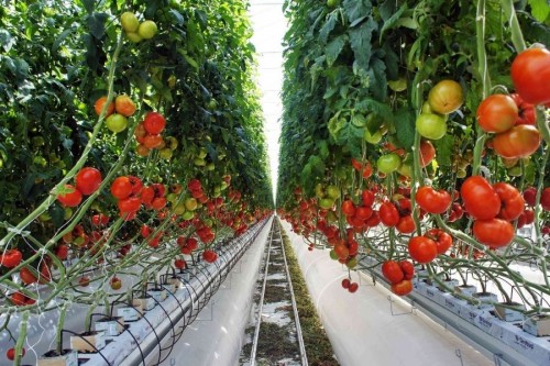 What Is a Soilless Tomato Greenhouse and How Is It Built?