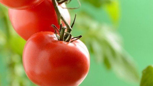 Soilless Tomato Greenhouse: High Yields and Continuous Production