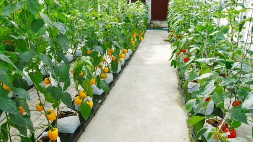 Soilless Vegetable Greenhouse: The Future of Sustainable and Efficient Farming