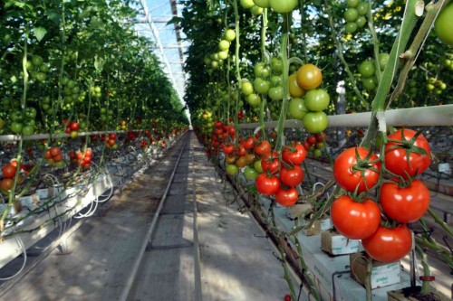 Soilless Agriculture