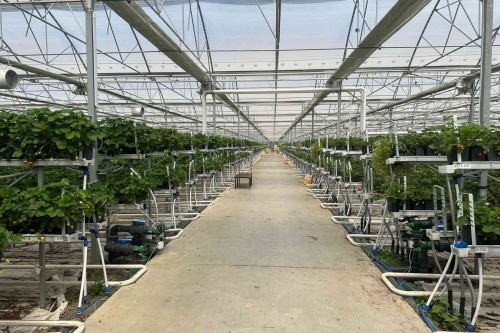 Next-Generation Solutions in Soilless Agriculture