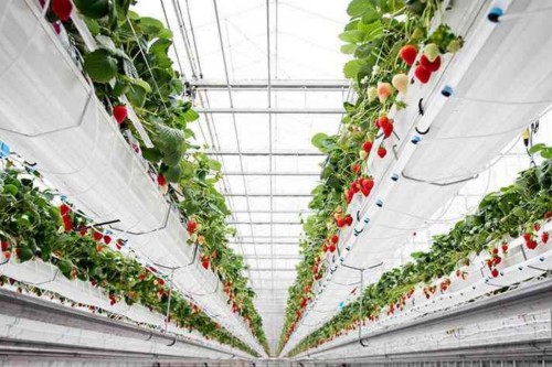 We Grow Your Products for You